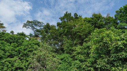 The Lush Chloroplastida of the park