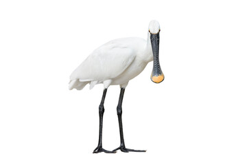 Eurasian spoonbill isolated on white background full length. The Eurasian spoonbill or common spoonbill is a wading bird of the ibis and spoonbill family Threskiornithidae