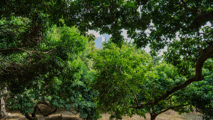 Naklejka premium The Lush Chloroplastida of the park