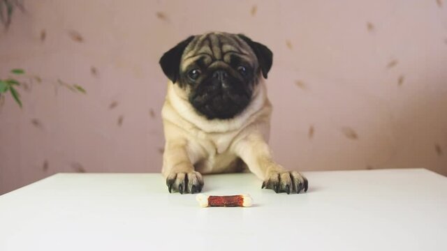 Funny cute pug dog hunting for a treat. Wants trying to get goodies, tasty bone. Slow motion. Comic, funny scene. Struggle and frustration.