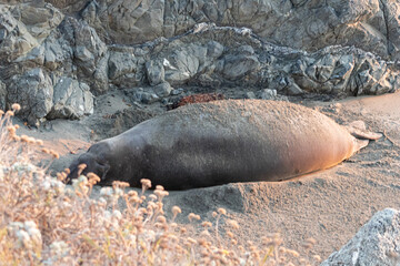 Elephant seals resting on beach in California at sunset