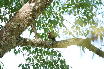 Green-barred Woodpecker bird on a tree