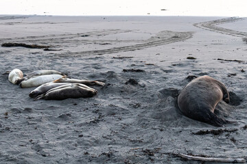 Elephant seals resting on beach in California at sunset