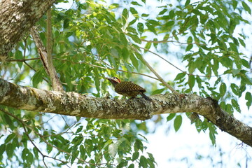 Green-barred Woodpecker bird on a tree