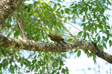 Green-barred Woodpecker bird on a tree