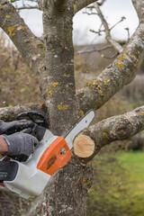 Gardening With Chainsaw - Summer Cut At A Fruit Tree