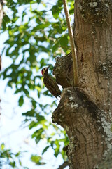 Obraz premium Green-barred Woodpecker bird on a tree