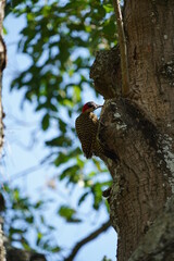 Green-barred Woodpecker bird on a tree