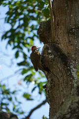 Green-barred Woodpecker bird on a tree