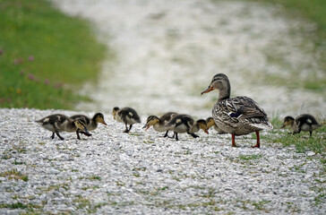 Mallard Mum With Her Chicks Ashore, Symbol Of The Wildlife For Single Mom