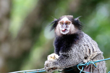 Macaco Sagui comendo banana