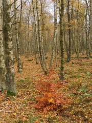 Red Moor In Autumn, Moor Forest, Birch Grove With Small Beech Tree, Rhoen, Hesse, Germany