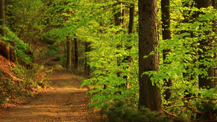 Path Leading Through Green Beautiful Forest.
