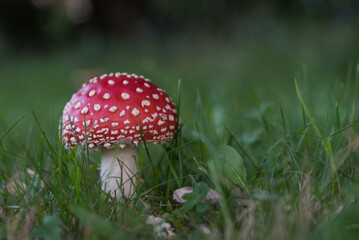 Bright Red Toadstool In Lush Green Meadow