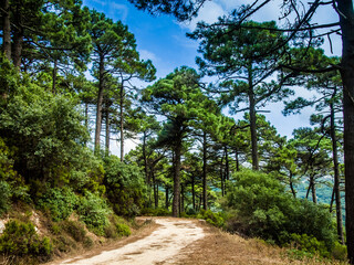 Fototapeta premium High Pine trees in the mountains near the strait of Gibraltar near Algeciras, Spain