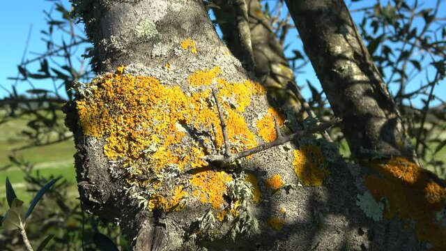 Detail of fungus on the bark of a bush. The bark of trees and bush are often used for placement of plant parasites, including mosses, fungi and lichens.