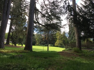 trees in the park