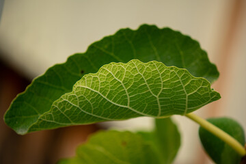 Lacy pattern of leaf veins on a fig leaf