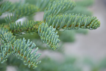 モミの木の枝(noble fir, Abies Procera)
