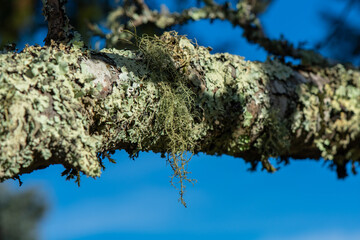 Gray-green leafy foliose and shrubby fruticose lichen growing on an apple tree branch