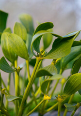 Obraz premium Mistletoe closeup of leaves and stems
