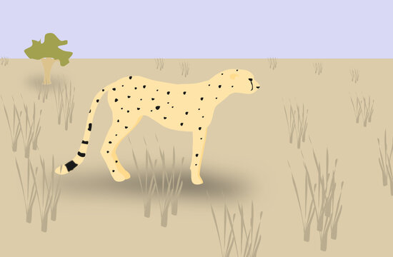 image of a cheetah