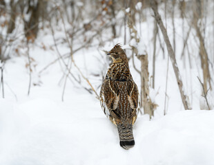 Ruffed Grouse Standing on Snowbank in Winter, Closeup Portrait