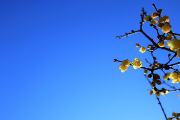 蝋梅　青空