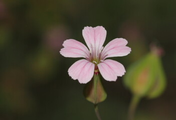 Obraz premium Close-up for flowers
