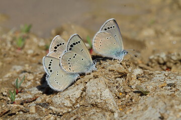 Butterflies on the ground.
