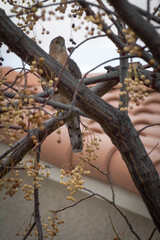 Sharp-shinned Hawk looking for prey from perch in Arizona tree in winter, with background of terra-cotta roof tiles and golden seed pods from tree.