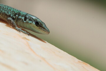 lizard on the wall