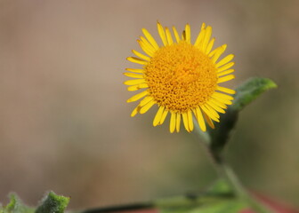 yellow flower in the sun