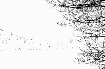 Goodbye Italy .... birds migrate to warm countries.