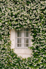 Fototapeta na wymiar Jasmine, during flowering, densely curls along the wall near the window with a metal lattice.