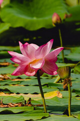 Blooming water Lily in the garden pond in autumn. It is surrounded by green water leaves.