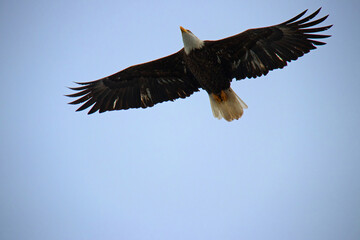 Fototapeta na wymiar bald eagle flying overhead
