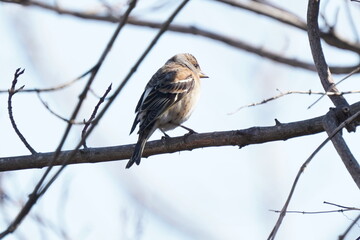 brambling on the branch