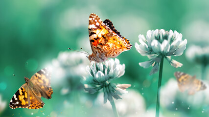Beautiful orange butterfly on white clover flowers in a fairy garden. Summer spring bright green...