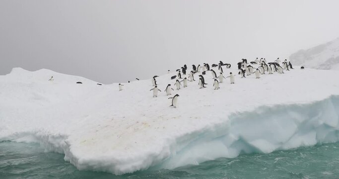Adelie Penguins on iceberg, Brown Bluff, Antarctica