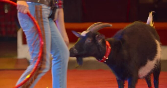 Little black goat is jumping the hoop in an animal performance, circus, 4k