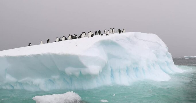 Adelie Penguins on iceberg, Brown Bluff, Antarctica