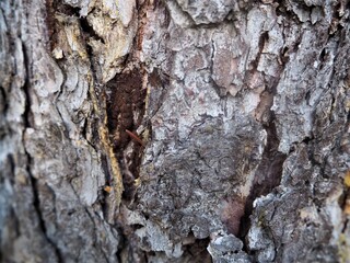 bark, tree, texture, wood, nature, brown, forest, old, rough, abstract, pattern, trunk, pine, textured, oak, wooden, natural, plant, surface, closeup, dry, material, woods, close-up, skin
