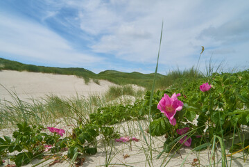 wild rose in the sand dunes of the North Sea coast in Nymindegab Strand, Denmark