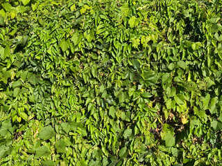 Obraz premium large garden wall covered with foliage with deep greenery leaves