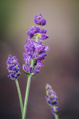 close up of lavender flowers
