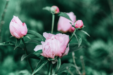 Wild pink and wild peonies close up photographe. Amazing wild forest flowers - best overlay for website and design