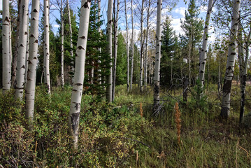 Aspen Trees with Their Beautiful Bark Glowing
