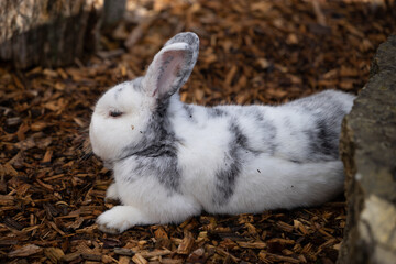 Selective focus shot of an adorable white rabbit resting on a ground of bark mulch