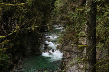 forest and water flowing through the tight canyon